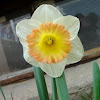 Sentinel Daffodil