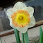 Sentinel Daffodil