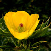 Mexican prickly poppy