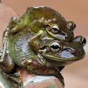 Cuban tree frogs mating