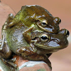 Cuban tree frogs mating