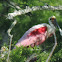 Roseate Spoonbill (with chick in nest)