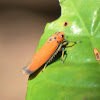 leafhopper