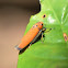 leafhopper