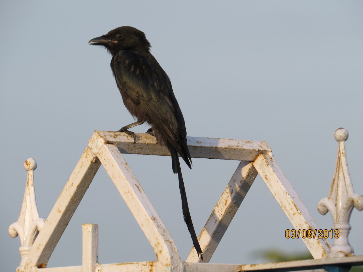 Black Drongo, King Crow