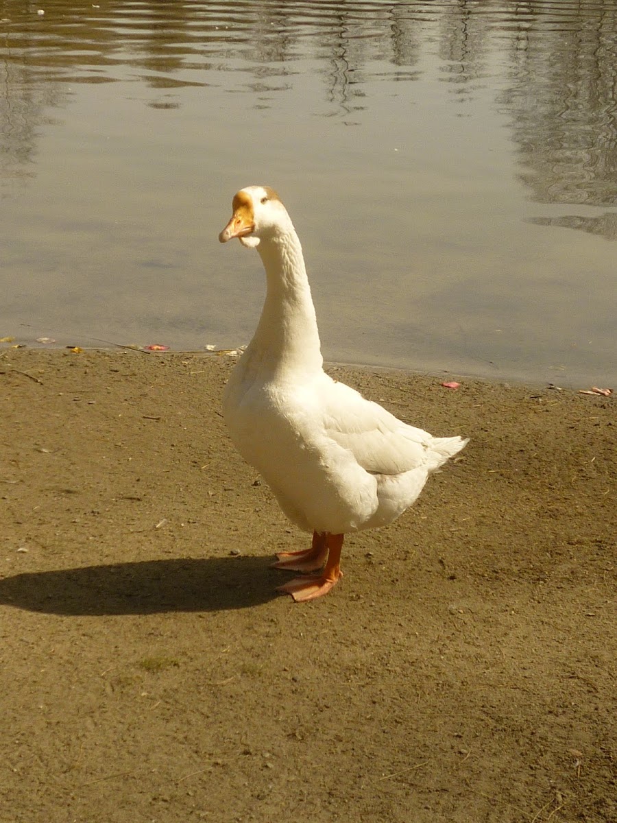 Embden goose