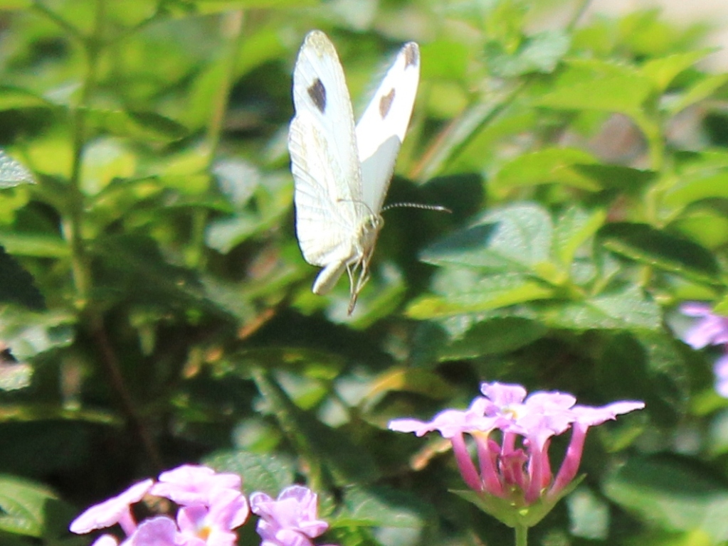 white-butterfly with black spots