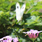 white-butterfly with black spots