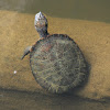 Saw-shell Turtle