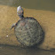 Saw-shell Turtle