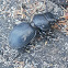 Kimberley Carabid Beetle
