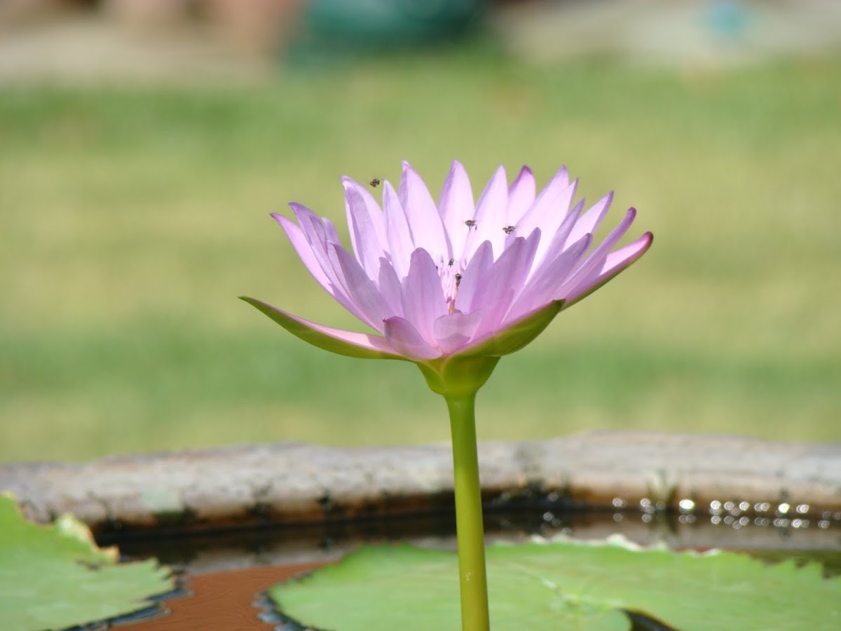 p.lotus