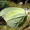 Common Brimstone