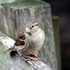 House Sparrow