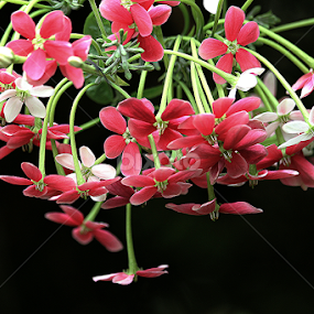 flower by তিত কুটি - Flowers Flower Gardens