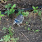 Blue Jay (fledgling)