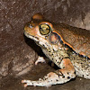 African red toad