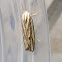 Timber Moth