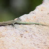 Tyrrhenian Wall Lizard