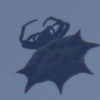 Spiny-backed orbweaver (female)