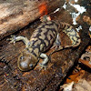 Tiger salamander (adult female)