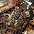 Tiger salamander (adult female)
