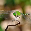 Pondhawk Dragonfly