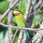 Rainbow Bee-eater