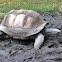 Galápagos tortoise
