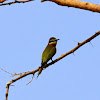 Madagscar Bee-eater