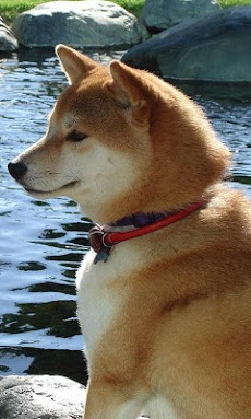 トップ100柴犬壁紙 Iphone 最高の壁紙コレクション