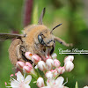 Chimney Bee