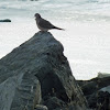 Mourning dove