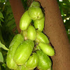 Bilimbi/ Pulinjikka/ Cucumber tree