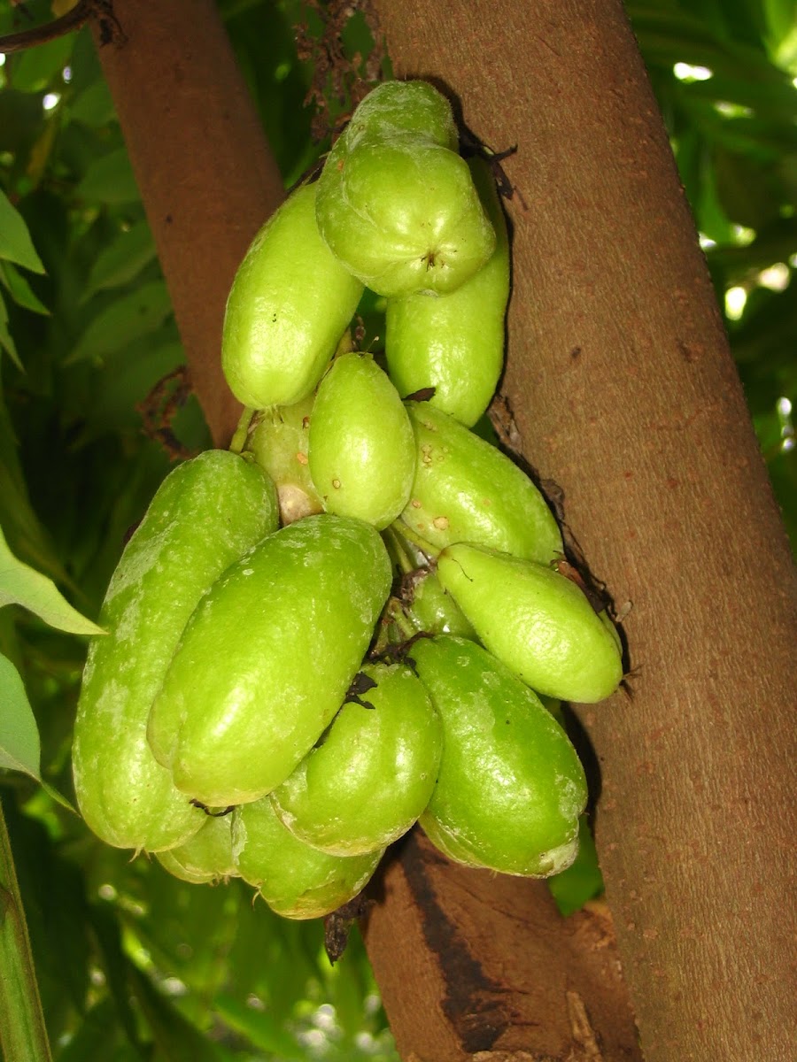 Bilimbi Pulinjikka Cucumber tree | Project Noah