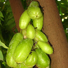 Bilimbi/ Pulinjikka/ Cucumber tree