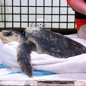 Kempis Ridley turtle