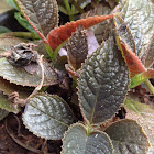 Copper leaf Plant