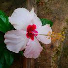 hibiscus..