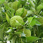 Osage orange, hedge apple