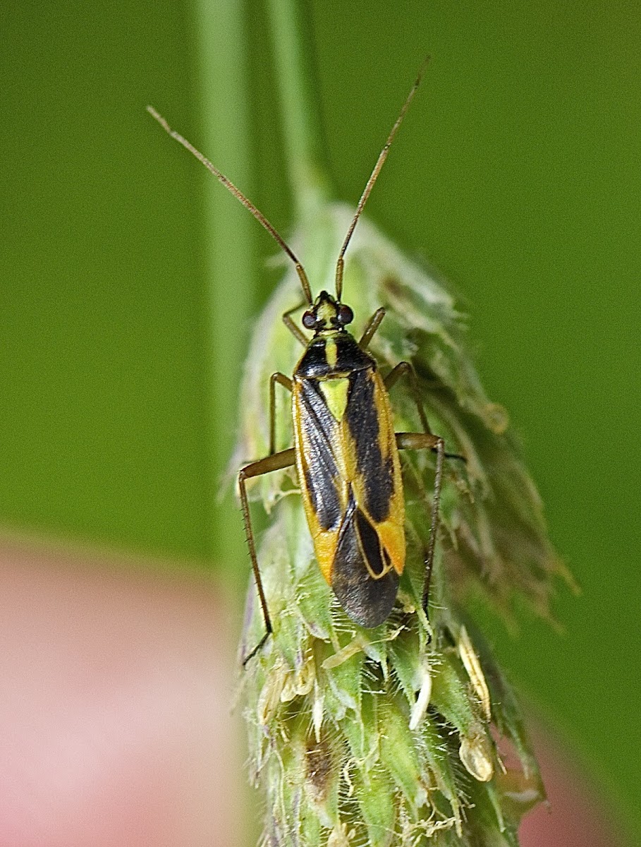 Twospotted Grass Bug