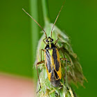 Twospotted Grass Bug