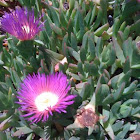 Ice plant