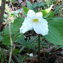 White trillium.