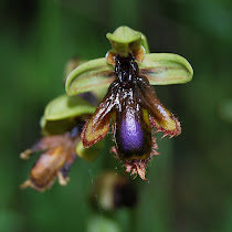 Orchids of Portugal