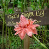 Torch Ginger Lily