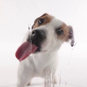 Dog Licks Screen Wallpaper - Apps on Google Play