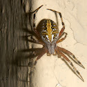 Marbled Orbweaver spider