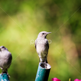 The pair by Unni Krishnan - Animals Birds
