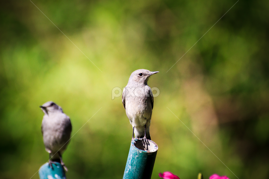 The pair by Unni Krishnan - Animals Birds